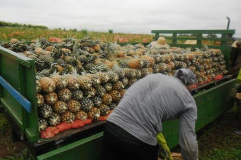 Colheita do abacaxi está em andamento em Porto Xavier !
